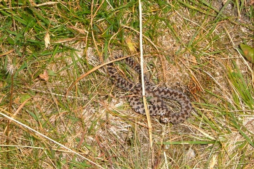 Vipera nel Parco delle Orobie valtellinesi